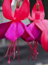 Fuchsia Black Princess