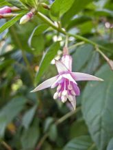 Fuchsia First Success