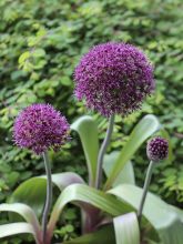 Ail d'ornement - Allium Ostara