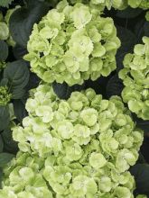 Hortensia 'Verdi'