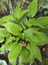 Hosta Red Dragon