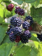 Mûre Direttissima Montblanc - Rubus fruticosus 