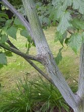 Acer conspicuum Silver Vine (Silver Vein) - Erable à peau de serpent