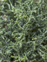 Chamaecyparis obtusa Lycopodioides - Faux cyprès hinoki du Japon