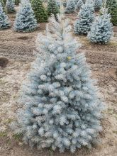 Epicéa bleu - Picea pungens Edith