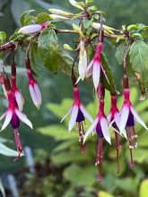 Fuchsia magellanica Arauco