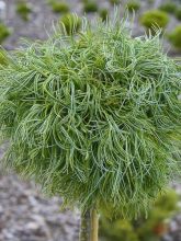 Pin de Weymouth nain - Pinus strobus Green Twist