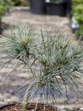 Pin de Weymouth nain - Pinus strobus Mary Butler