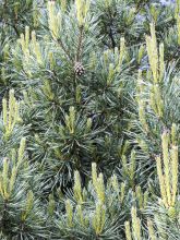 Pin sylvestre nain - Pinus sylvestris Chantry Blue