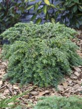 Pruche du Canada - Tsuga canadensis Nana