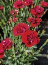Dianthus Merci Fleuri - Œillet mignardise