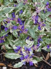 Bugle rampant 'Sparkler'