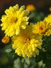 Chrysanthème des fleuristes 'Nantyderry Sunshine'