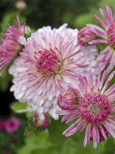 Chrysanthème des fleuristes 'Nebelrose'