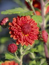 Chrysanthème des jardins 'Rehauge'