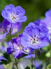 Géranium vivace 'Rozanne'