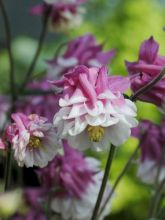 Ancolie des jardins 'Pink Peticoat'