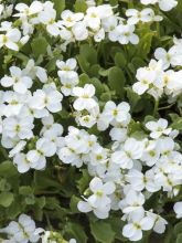 Aubriète blanche - Aubrieta Fiona