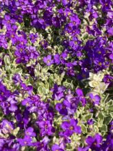 Aubriète blanche - Aubrieta Fiona