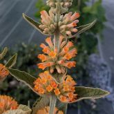 Arbre aux papillons 'orange-sceptre'