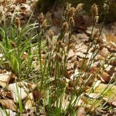 Carex umbrosa - Laîche des ombrages