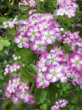 Aubépine, épine à fleurs 'Princess Sturdza'