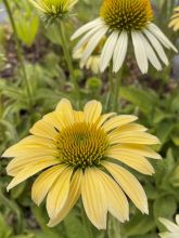 Echinacea purpurea Espinoso Yellow - Echinacée