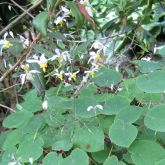 Epimedium brevicornu f. rotundatum, Fleur des elfes