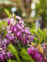 Bruyère des neiges 'Springwood Pink'