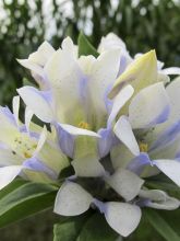 Gentiane Royal Stripes - Gentiana scabra