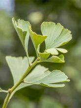 Arbre aux 40 écus 'Baldi'