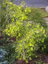 Arbre aux 40 écus 'Mutant Weeper'