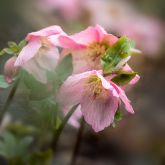 Hellébore 'Walberton's Rosemary'