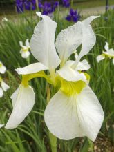 Iris sibirica Tipped in Blue - Iris de Sibérie