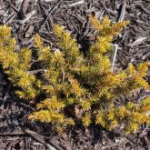 Juniperus conferta All Gold - Genévrier des plages                    