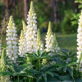 Lupin 'West Country Polar Princess '