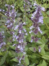 Nepeta subsessilis - Chataire subsessile 