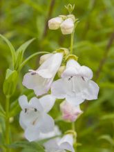 Penstemon Pensham Czar - Galane