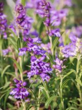 Penstemon glaber - Galane