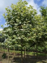 Platane à feuilles d'érable 'Suttneri'