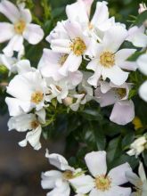 Rosier arbustif Douceur Normande