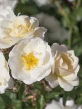 Rosier arbustif Douceur Normande