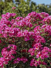 Rosier à fleurs groupées La Sevillana