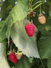 Framboisier jaune - RUBUS idaeus Fall Gold - Fleurir son jardin