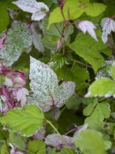 Ronce à petites feuilles 'Variegatus'