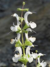 Sauge sacrée blanche - Salvia apiana