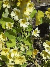 Graines de Capucine grimpante Moonlight - Tropaeolum lobbianum