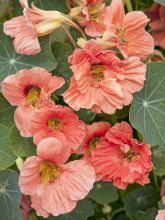 Graines de Capucine naine Salmon Baby - Tropaeolum majus 