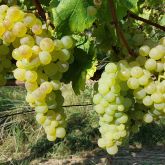 Vigne - Vitis vinifera Chasselas Fontainebleau