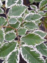 Orme de Sibérie 'Variegata'